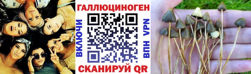 Галлюциногенные грибы Cubensis  маркетплейс как зайти  Новоуральск 